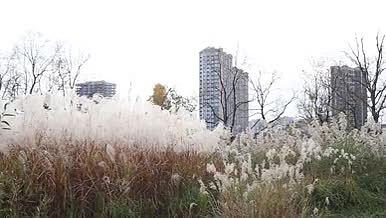 城市公园芦苇鸟鸣秋天视频的预览图